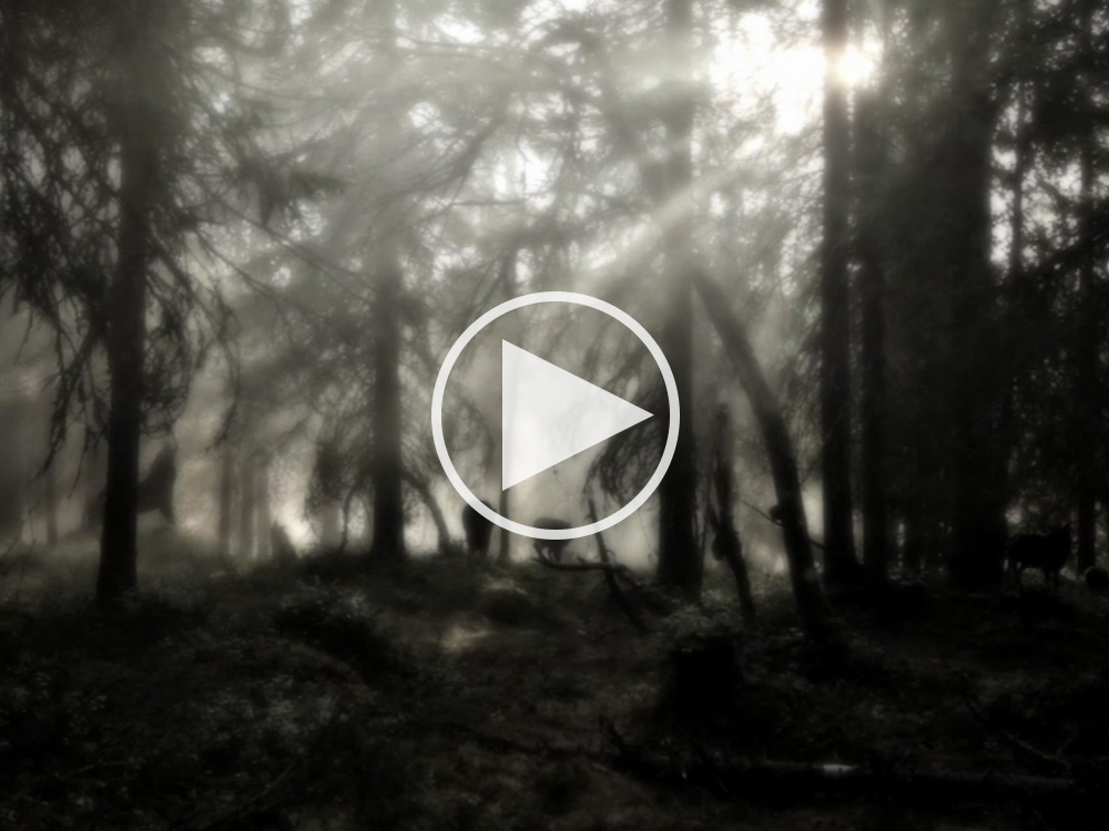 Wolves (2011)